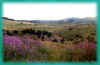 yayla2.jpg (42947 bytes)
